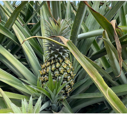 北纬20°的甜蜜馈赠 探寻徐闻菠萝的自然之味