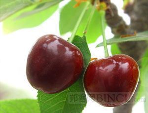 节日礼品水果供应与配送价格解析 进口水果团购的安全防护与选购指南